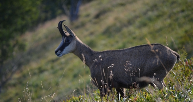 SORTIE CHAMOIS 2015